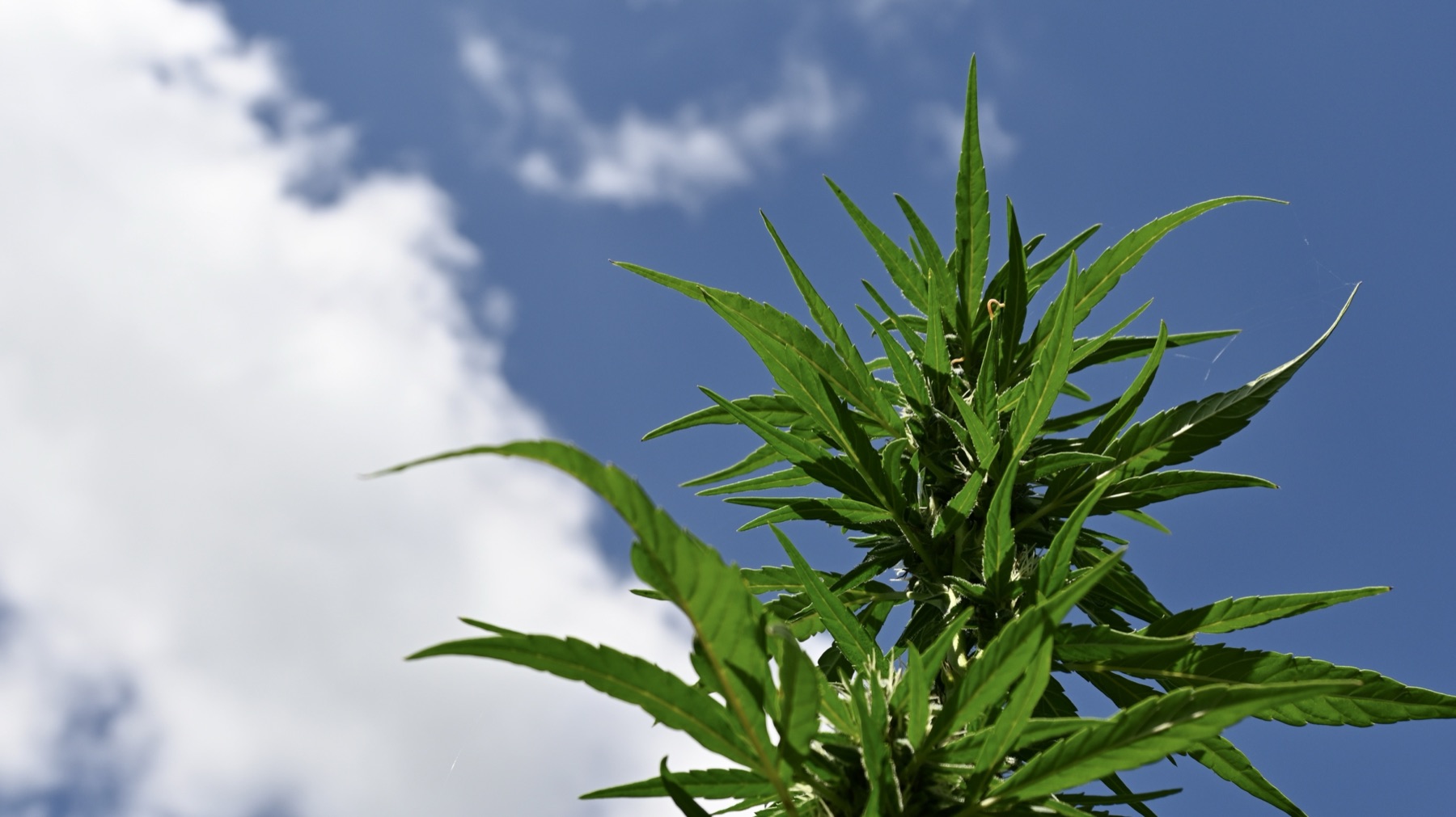 Plant against a blue sky