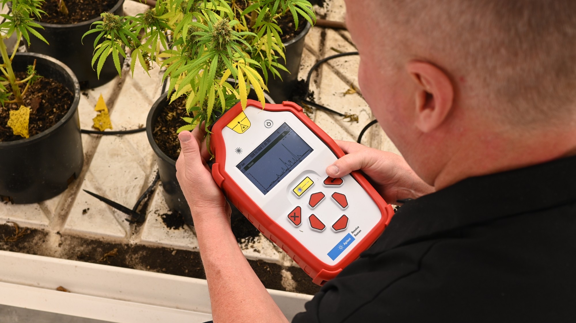 Handheld Raman scanner reading a live plant in the grow room