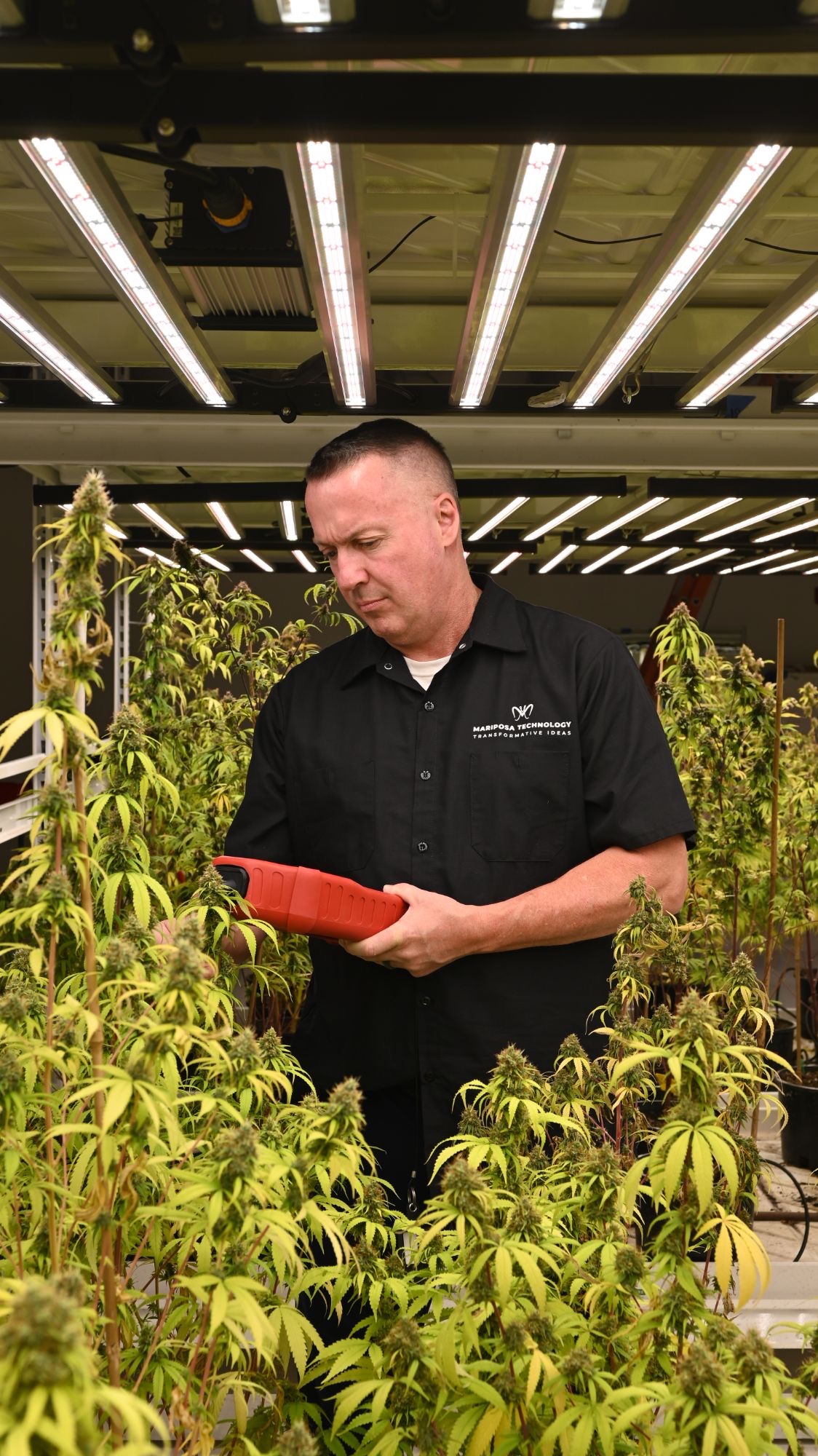 Testing plants with the handheld scanner under grow lights