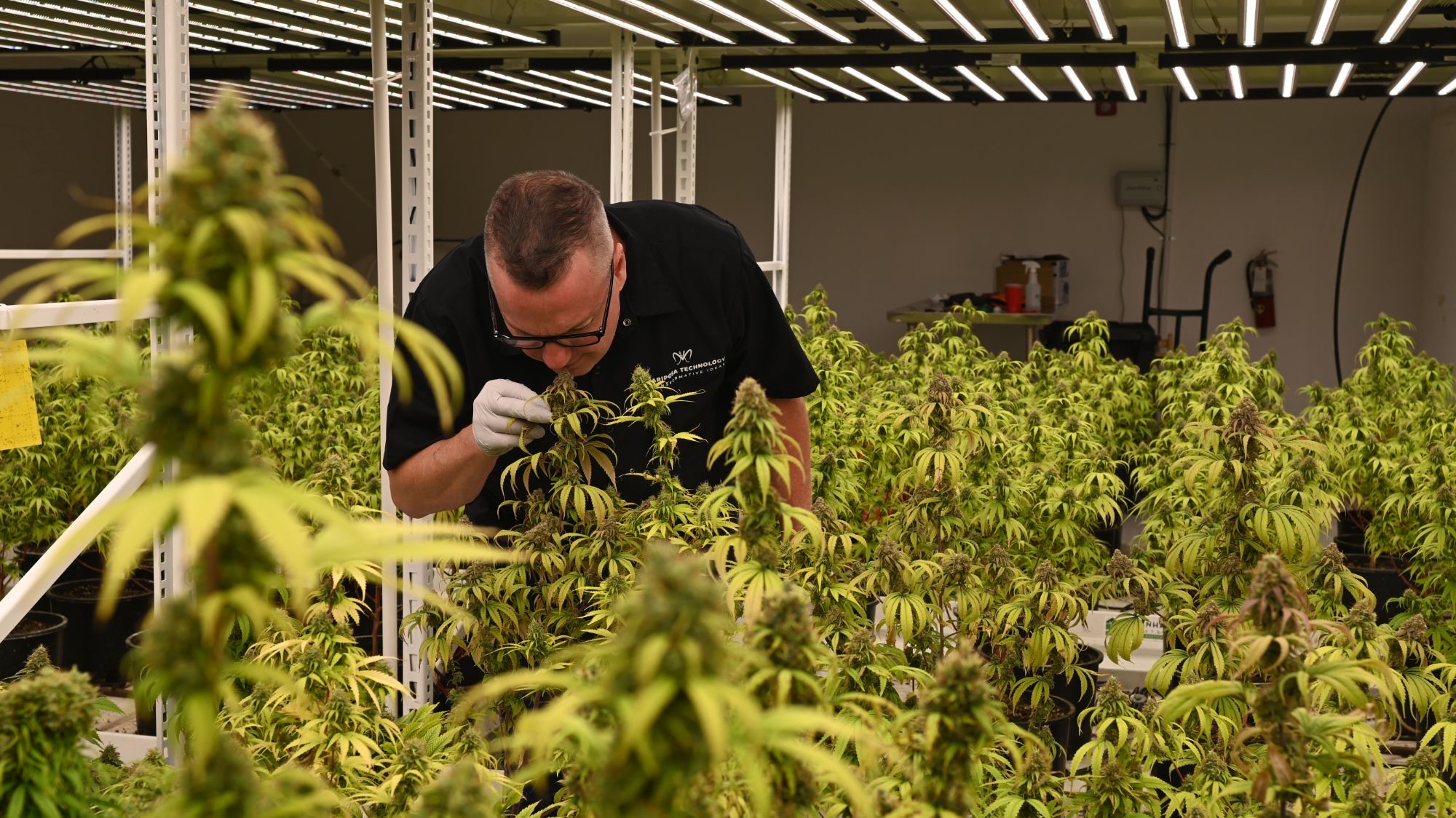 Inspecting flowering plants in the indoor grow room